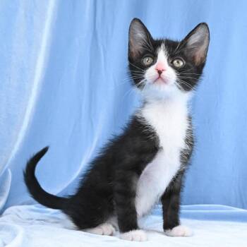 Scout -  Domestic Short Hair Cat Available for Adoption in Mobile, Alabama - Scout | PetCurious