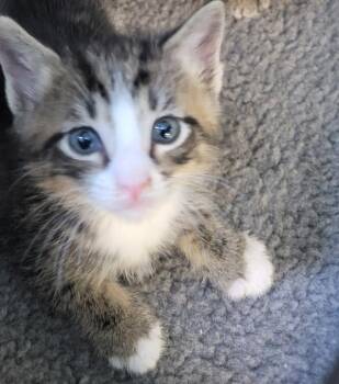Sf-8c Mango -  Domestic Short Hair Cat for Adoption in Lawrenceville, Georgia - Sf-8c Mango | PetCurious