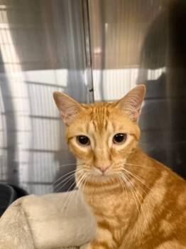 Rory -  Domestic Short Hair Cat for Adoption in Covington, Louisiana - Rory | PetCurious