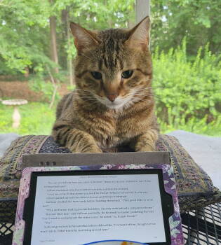 Rescue Tabby and American Shorthair Cats for Adoption in Atlanta, Georgia - Pookah - Beautiful & Alone - Needs Home ASA | PetCurious