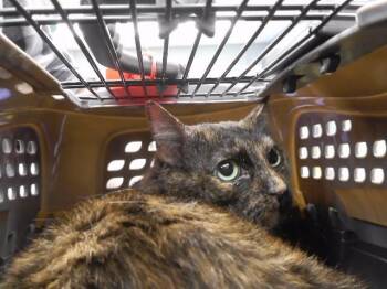MEOWZIE ANGEL -  Domestic Short Hair Cat for Adoption in Omaha, Nebraska - MEOWZIE ANGEL | PetCurious