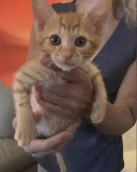 Tang -  Domestic Short Hair Cat for Adoption in Wilmington, North Carolina - Tang | PetCurious