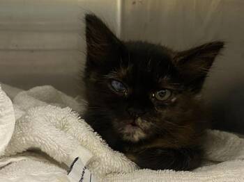 Domestic Medium Hair Cats Available for Adoption in Tustin, California - RUMI | PetCurious