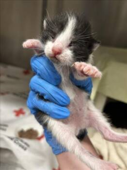 ZEFIR -  Domestic Short Hair Cat for Adoption in Derwood, Maryland - ZEFIR | PetCurious