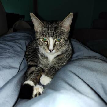 Domestic Short Hair Cats Available for Adoption in Gainesville, Florida - Emmie Rose | PetCurious
