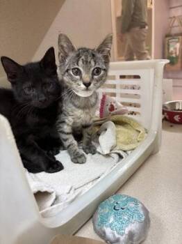 92768A Cream -  Domestic Short Hair Cat for Adoption in North Charleston, South Carolina - 92768A Cream | PetCurious