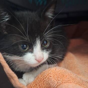 Zuma - In Foster! -  Domestic Short Hair Cat for Adoption in Flagstaff, Arizona - Zuma - In Foster! | PetCurious