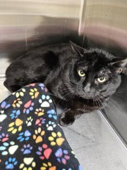 Domestic Short Hair Cats Available for Adoption in Coupeville, Washington - Jamie Boy OHC-464-25 | PetCurious