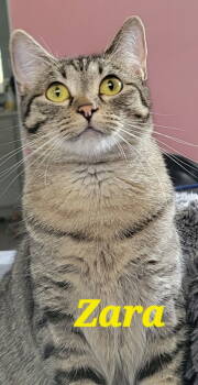 Rescue Domestic Short Hair Cats for Adoption in Battle Ground, Washington - Zara | PetCurious