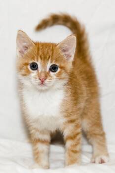 Rescue Domestic Short Hair Cats for Adoption in Washburn, Wisconsin - Croissant | PetCurious