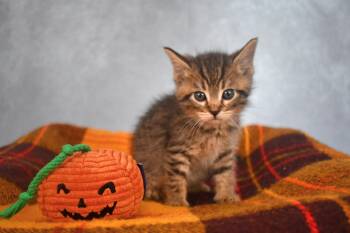 Rescue Domestic Medium Hair Cats for Adoption in Muskego, Wisconsin - Acorn And Tux Bonded Brothers - 10 Week Young Adorable And Affec | PetCurious
