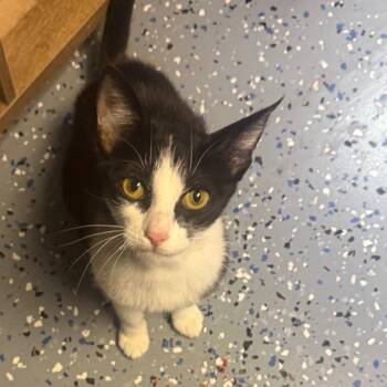 TUSC-Stray-85332 -  Domestic Short Hair Cat for Adoption in Tuscaloosa, Alabama - TUSC-Stray-85332 | PetCurious
