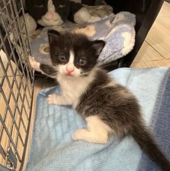 Char -  Domestic Medium Hair Cat for Adoption in Vacaville, California - Char | PetCurious