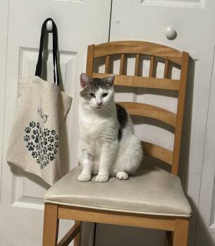 Domestic Short Hair Cats Available for Adoption in Ocala, Florida - Max  | PetCurious