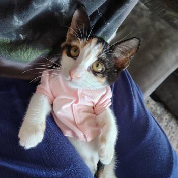 Beverly -  Calico Cat Available for Adoption in Palmetto Bay, Florida - Beverly | PetCurious