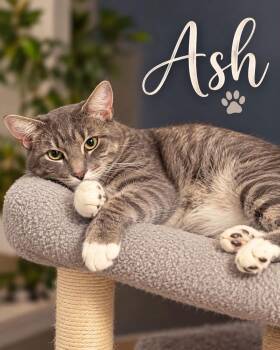 Ash -  Domestic Short Hair and Tabby Cat for Adoption in Fort Worth, Texas - Ash | PetCurious