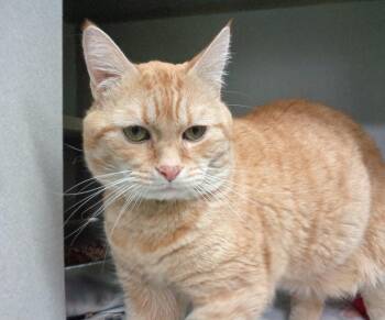 COLT -  Tiger Cat for Adoption in Delhi, New York - COLT | PetCurious