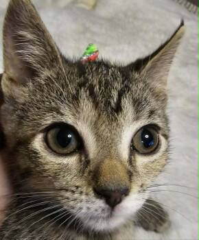 Ameria -  Domestic Short Hair Cat for Adoption in Dayton, Minnesota - Ameria | PetCurious