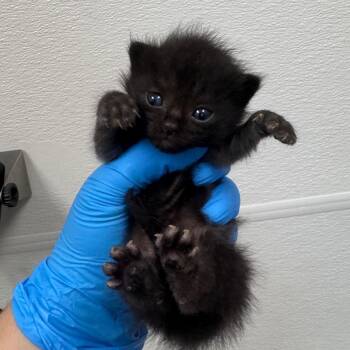 Potato Salad -  Domestic Medium Hair Cat for Adoption in Columbiana, Alabama - Potato Salad | PetCurious