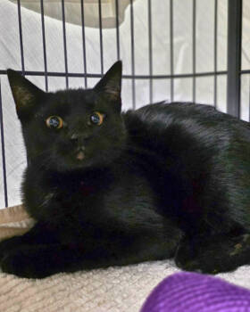 Rescue Domestic Short Hair Cats for Adoption in Novato, California - Gomez | PetCurious