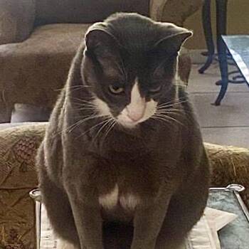 Domestic Short Hair Cats Available for Adoption in Boston, Massachusetts - Smokey | PetCurious