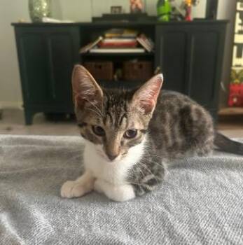 Benny and Billy -  Domestic Short Hair Cat for Adoption in Hopkinton, Massachusetts - Benny And Billy | PetCurious