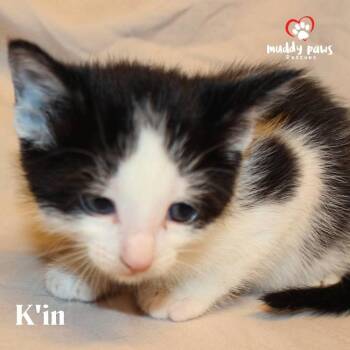 Domestic Short Hair Cats Available for Adoption in Council Bluffs, Iowa - Mayan Litter:  K