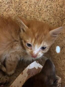 SAM -  Domestic Short Hair Cat for Adoption in Riverside, California - SAM | PetCurious