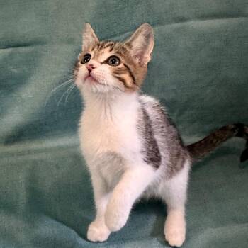 Baby Daisy -  Domestic Short Hair Cat Available for Adoption in Titusville, Florida - Baby Daisy | PetCurious