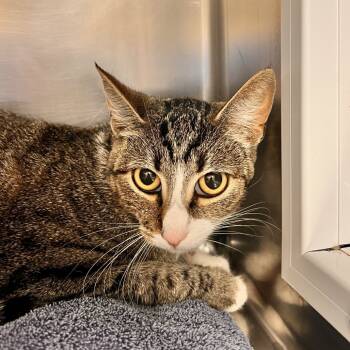 Rescue Domestic Short Hair Cats for Adoption in Goleta, California - Violet | PetCurious