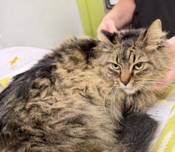 Domestic Long Hair and Domestic Short Hair Cats Available for Adoption - Mars | PetCurious