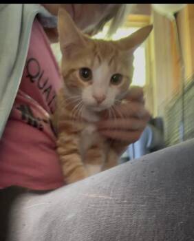 Robin -  Tabby Cat for Adoption in Newark Valley, New York - Robin | PetCurious