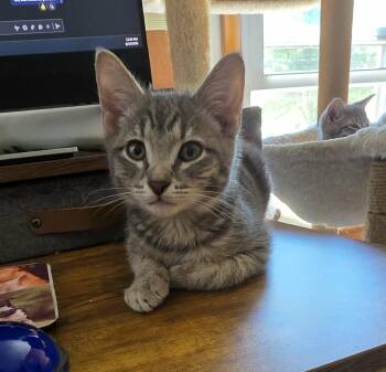 Issac -  Domestic Short Hair and Tabby Cat for Adoption in Mechanicsburg, Pennsylvania - Issac | PetCurious
