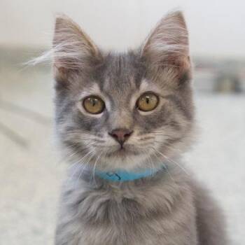Baguette -  Domestic Medium Hair and Domestic Short Hair Cat for Adoption in Verona, Wisconsin - Baguette | PetCurious