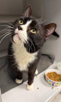 Domestic Short Hair Cats Available for Adoption - Felix | PetCurious