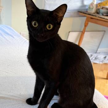 CREMINI -  Domestic Short Hair Cat for Adoption in East Greenwich, Rhode Island - CREMINI | PetCurious