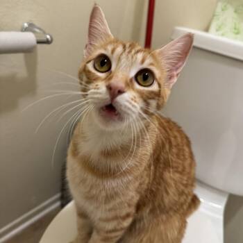 Mamma Chicken Parmesan -  Domestic Short Hair Cat for Adoption in Tustin, California - Mamma Chicken Parmesan | PetCurious