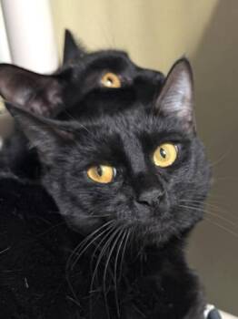 Meep -  Domestic Short Hair Cat for Adoption in Bellevue, Washington - Meep | PetCurious