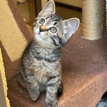 Hearts -  Domestic Short Hair Cat for Adoption in Flagstaff, Arizona - Hearts | PetCurious
