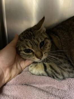 Rescue Domestic Short Hair Cats for Adoption in Bellingham, Washington - Mossy | PetCurious