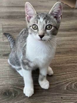 Rescue Tabby Cats for Adoption in Franklin, Tennessee - KITTEN SPARKY | PetCurious