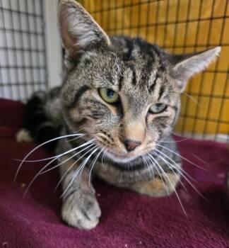 Goblin -  Domestic Short Hair Cat for Adoption in Trenton, New Jersey - Goblin | PetCurious