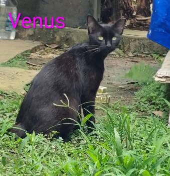 Domestic Short Hair Cats Available for Adoption in Franklin, Massachusetts - Venus | PetCurious
