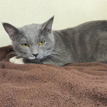 Domestic Short Hair Cats Available for Adoption in Saint Marys, Pennsylvania - Georgia | PetCurious