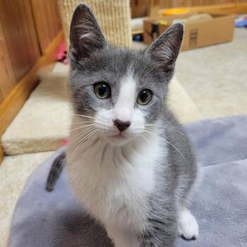 0626-37 Stitch -  Domestic Short Hair Cat for Adoption in Abingdon, Maryland - 0626-37 Stitch | PetCurious