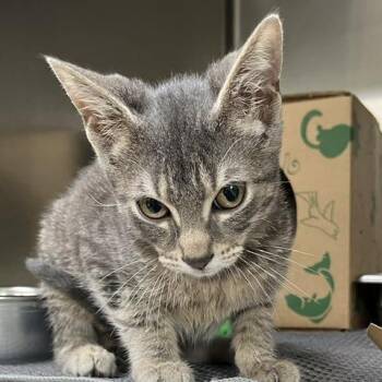 Neruda -  Domestic Short Hair Cat for Adoption in Baltimore, Maryland - Neruda | PetCurious