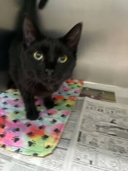 Sneezle -  Domestic Short Hair Cat for Adoption in Sullivan, Indiana - Sneezle | PetCurious