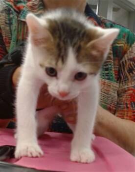 Domestic Short Hair Cats Available for Adoption in Oklahoma City, Oklahoma - T 2 | PetCurious