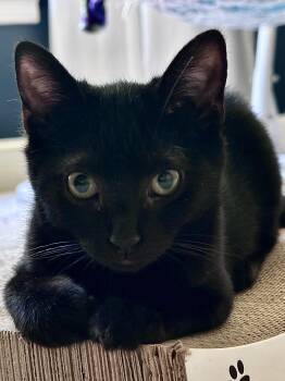 Ella Fitzgerald -  Domestic Short Hair Cat for Adoption in Waxhaw, North Carolina - Ella Fitzgerald | PetCurious