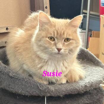 Runaround Sue -  Domestic Medium Hair Cat for Adoption in Buffalo, New York - Runaround Sue | PetCurious